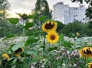 বাহির, সরকারী, গুহ, নোংরা (Slut), দীর্ঘকাল স্থায়ী, ট্যাটু, প্রবেশ করানো, সবজি