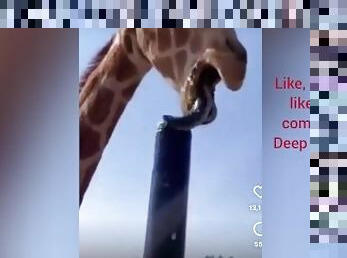 Stepdaughter my giraffe in the perfect deepthroat with cum in throat